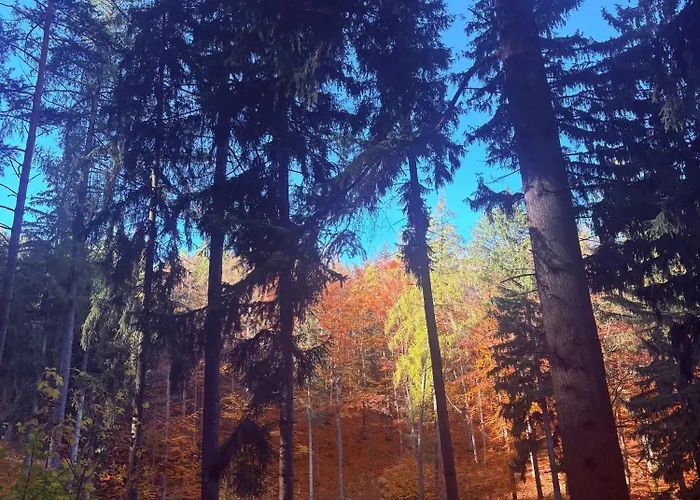 Bryziówka B * Miłków